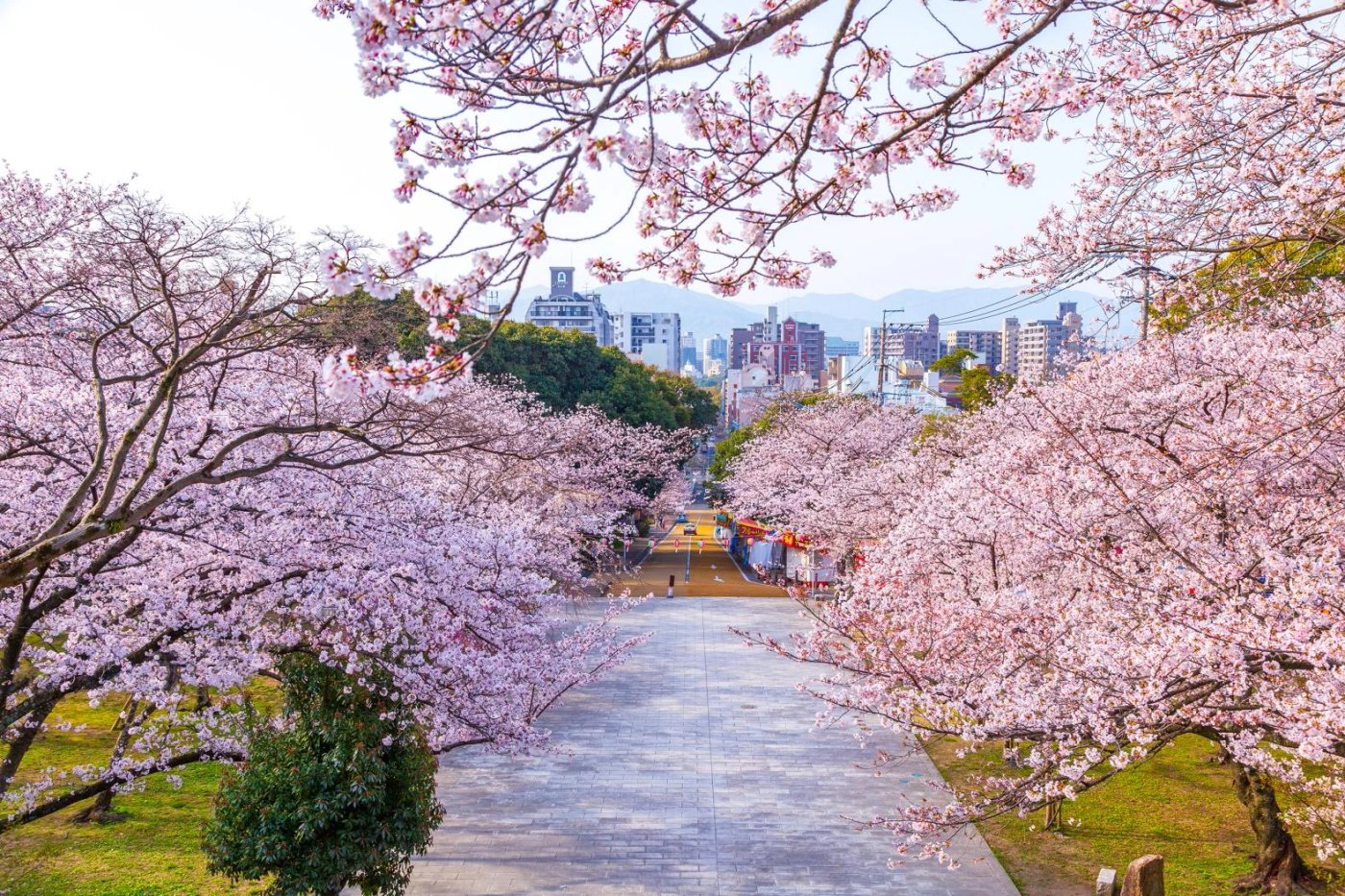 Fukuoka’s Cherry Blossom Season